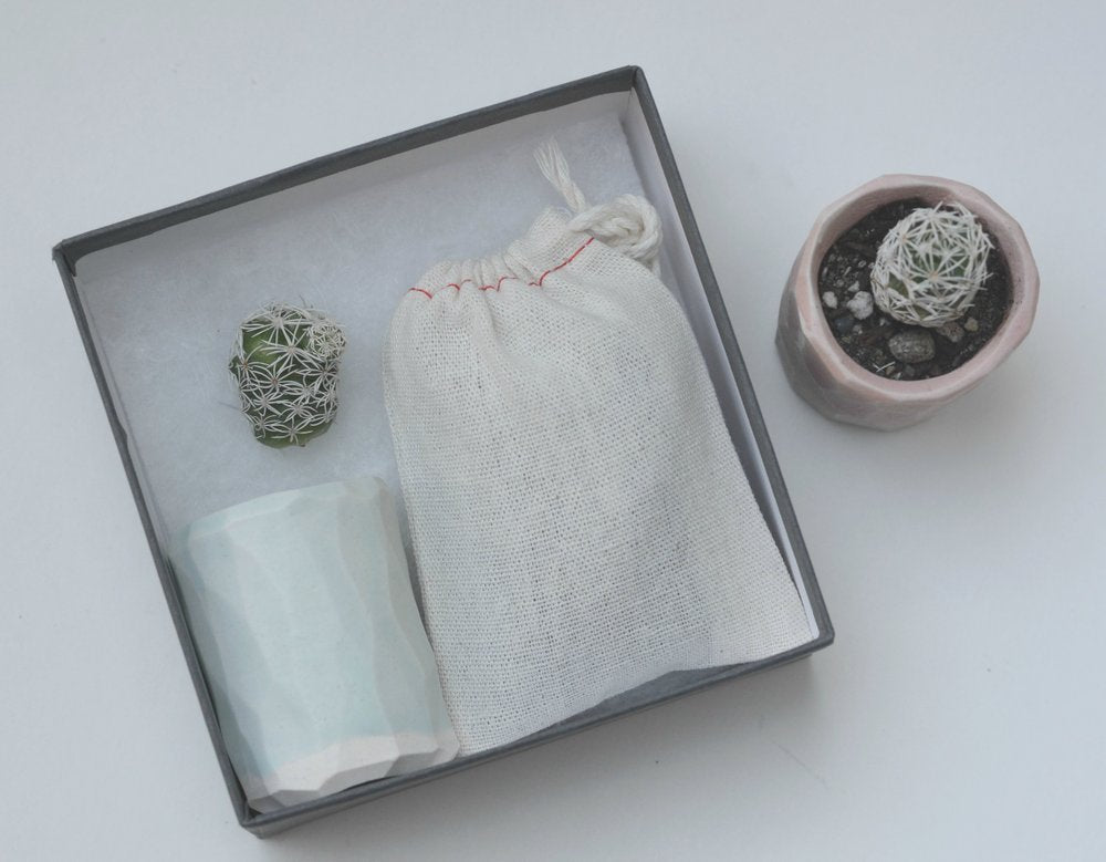 Mini Cactus Kit
